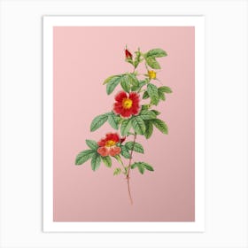 Vintage Single May Rose Botanical on Soft Pink n.0265 Art Print