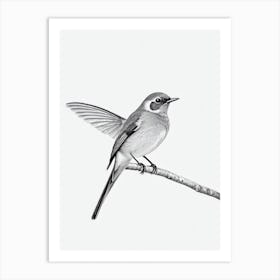 European Robin B&W Pencil Drawing 2 Bird Art Print