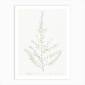 Sea Asparagus Illustration From Les Liliacées (1805), Pierre Joseph Redoute Art Print