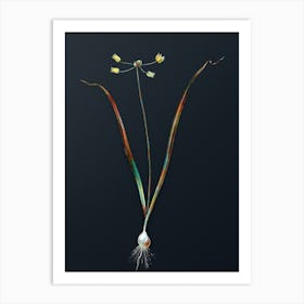 Vintage Allium Scorzonera Folium Botanical Watercolor Illustration on Dark Teal Blue Art Print