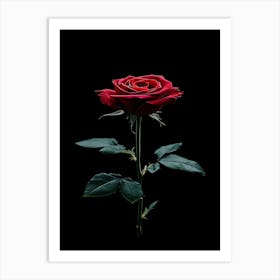 Single Rose On Black Background 40 Art Print