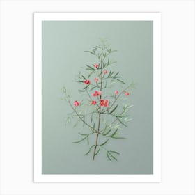 Vintage Boronia Pinnata Botanical Art on Mint Green n.0415 Art Print