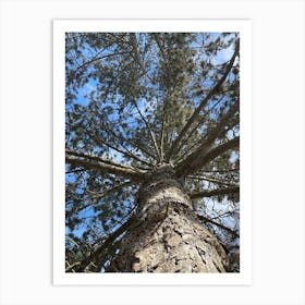 Top View Of A Pine Tree Art Print