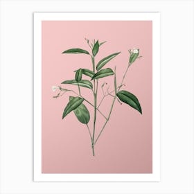 Vintage Maranta Arundinacea Botanical on Soft Pink n.0740 Art Print