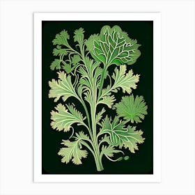 Cilantro Herb Vintage Botanical Art Print