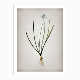 Vintage Spring Squill Botanical on Parchment n.0146 Art Print