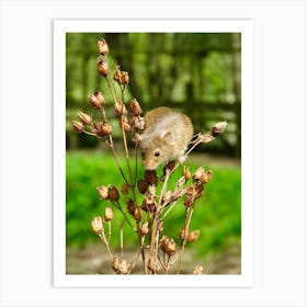 Field Mouse On A Plant Cute Art Print