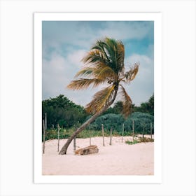 Palm Tree On A Caribbean Beach Art Print