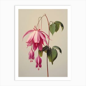 Floral Illustration Fuchsia 3 Art Print