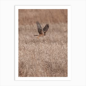 Kestrel Flying Over Meadow Art Print