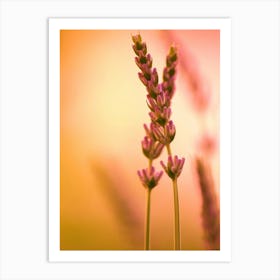 Lavender orange and yellow As Close Up Art Print