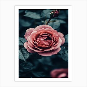 Rose In Black And White 2 Art Print