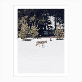 Coyote In Winter Art Print
