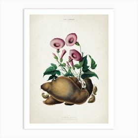 Vintage Denisse 8 Ipomoea Batatas Art Print