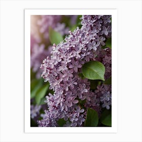 Lilas In Bloom Art Print