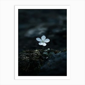 Small White Flower Art Print