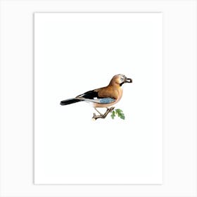 Vintage Eurasian Jay Bird Illustration on Pure White n.0042 Art Print