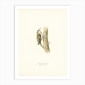 Eurasian Treecreeper, The Von Wright Brothers Art Print