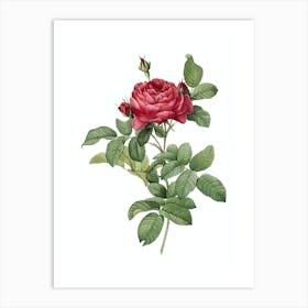 Vintage Red Gallic Rose Botanical Illustration on Pure White Art Print