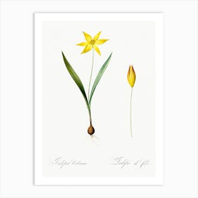 Tulipa Celsiana Illustration From Les Liliacées (1805), Pierre Joseph Redoute Art Print