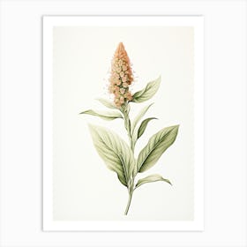 Ginger Vintage Botanical Herbs 2 Art Print