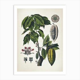 Vintage Bollmann 5 Cacaobaum Art Print