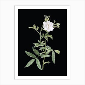 Vintage White Rose of York Botanical Illustration on Solid Black n.0341 Art Print