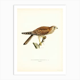 Common Kestrel Female, The Von Wright Brothers Art Print