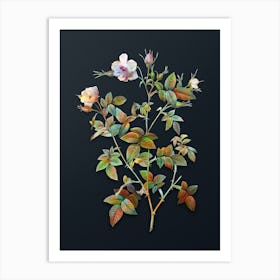 Vintage Pink Flowering Rosebush Botanical Watercolor Illustration on Dark Teal Blue n.0748 Art Print