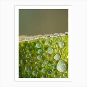 Water Droplets On A Lime Art Print