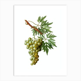 Vintage Grape Vine Botanical Illustration on Pure White n.0125 Art Print