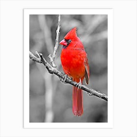 Cardinal Art Print