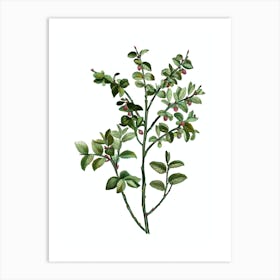 Vintage Bilberry Botanical Illustration on Pure White n.0082 Art Print