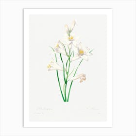 White Lily, Pierre Joseph Redoute Art Print