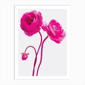 Hot Pink Ranunculus Art Print