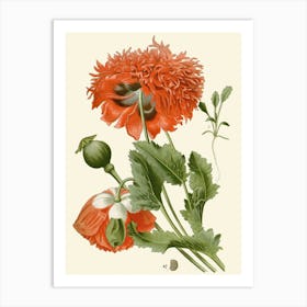 Red Poppy 1 Art Print