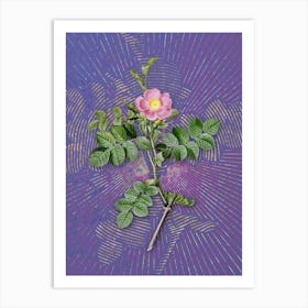 Vintage Pink Sweetbriar Rose Botanical Illustration on Veri Peri n.0384 Art Print