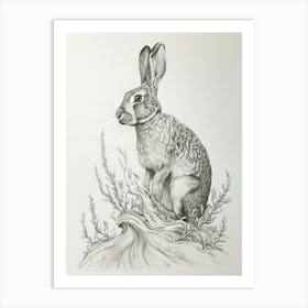 Jersey Wooly Rabbit Drawing 1 Art Print