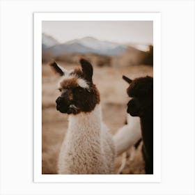 Alpaca Farm Art Print