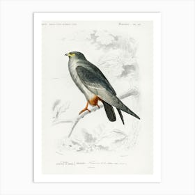Red Footed Falcon (Falco Rufipes), Charles Dessalines D' Orbigny Art Print