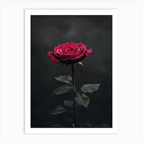 Dark Rose 78 Art Print