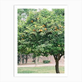 Orange Tree In The Park //  Valencia, Spain, Travel Photography Art Print