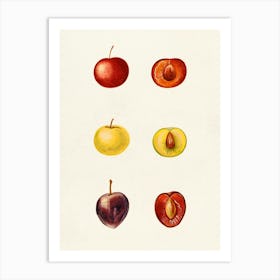 Plums 3 Art Print