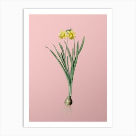 Vintage Lesser Wild Daffodil Botanical on Soft Pink n.0359 Art Print