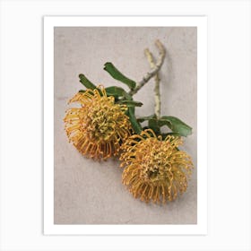 Yellow Pincushion Protea Art Print