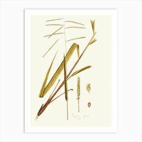 Sorghum Art Print