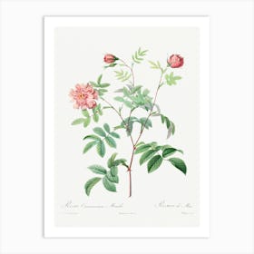 Rosa Cinnamomea (1817–1824), Pierre Joseph Redoute Art Print