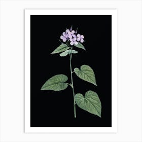 Vintage Morning Glory Flower Botanical Illustration on Solid Black n.0893 Art Print