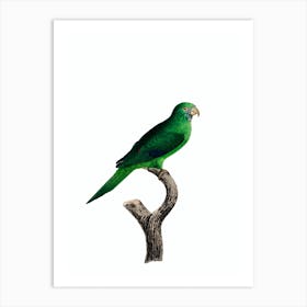 Vintage Grey Cheeked Parakeet Bird Illustration on Pure White n.0020 Art Print
