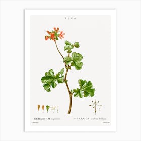 Rose Geranium, Pierre Joseph Redoute Art Print